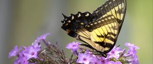 Preview wallpaper butterfly, flower, macro, blur