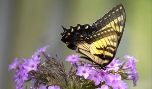 Preview wallpaper butterfly, flower, macro, blur