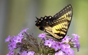 Preview wallpaper butterfly, flower, macro, blur