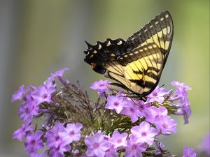 Preview wallpaper butterfly, flower, macro, blur