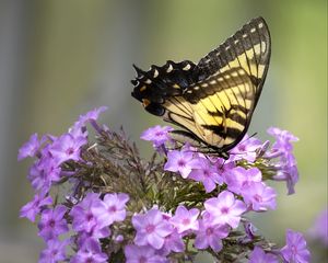 Preview wallpaper butterfly, flower, macro, blur