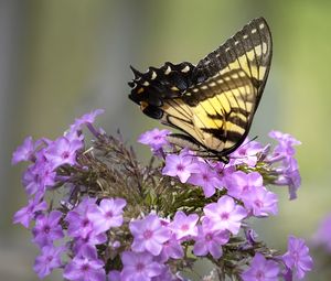 Preview wallpaper butterfly, flower, macro, blur