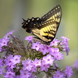 Preview wallpaper butterfly, flower, macro, blur