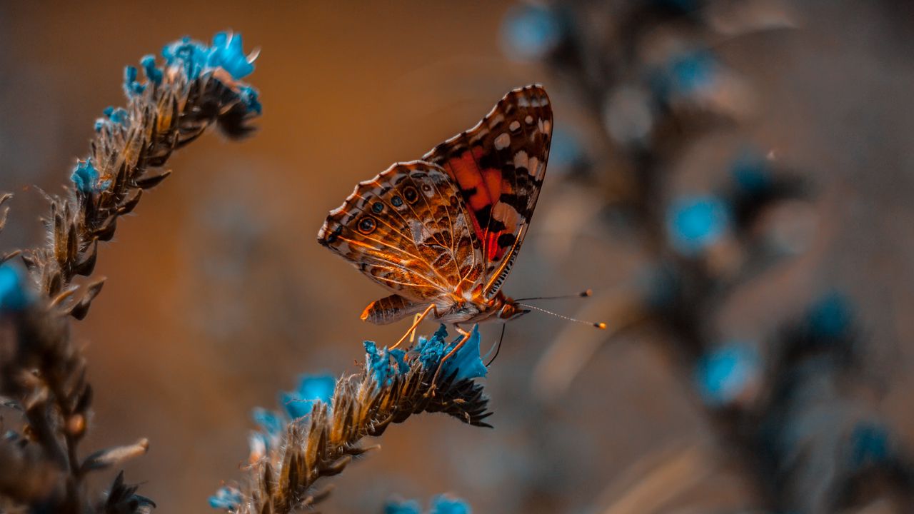 Wallpaper butterfly, flower, macro, insect