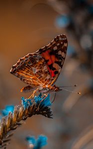 Preview wallpaper butterfly, flower, macro, insect