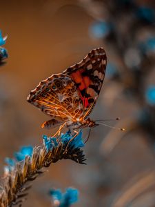 Preview wallpaper butterfly, flower, macro, insect