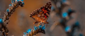 Preview wallpaper butterfly, flower, macro, insect