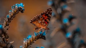 Preview wallpaper butterfly, flower, macro, insect