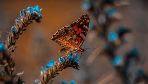 Preview wallpaper butterfly, flower, macro, insect