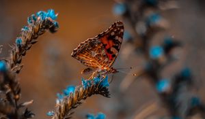 Preview wallpaper butterfly, flower, macro, insect