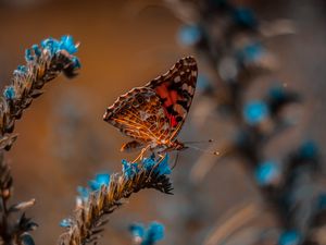 Preview wallpaper butterfly, flower, macro, insect