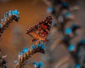 Preview wallpaper butterfly, flower, macro, insect