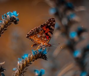 Preview wallpaper butterfly, flower, macro, insect