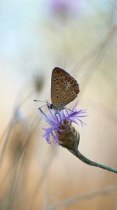 Preview wallpaper butterfly, flower, macro, closeup