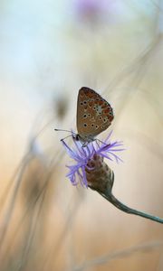 Preview wallpaper butterfly, flower, macro, closeup