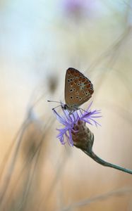 Preview wallpaper butterfly, flower, macro, closeup