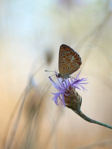 Preview wallpaper butterfly, flower, macro, closeup
