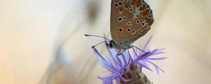 Preview wallpaper butterfly, flower, macro, closeup