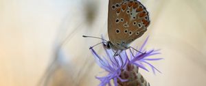 Preview wallpaper butterfly, flower, macro, closeup