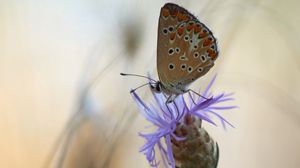 Preview wallpaper butterfly, flower, macro, closeup