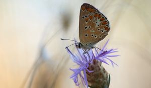 Preview wallpaper butterfly, flower, macro, closeup