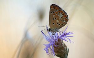 Preview wallpaper butterfly, flower, macro, closeup