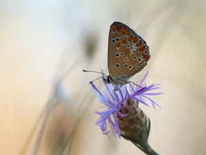 Preview wallpaper butterfly, flower, macro, closeup