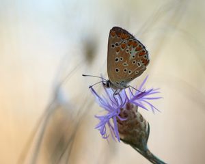 Preview wallpaper butterfly, flower, macro, closeup