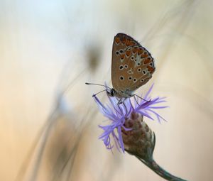 Preview wallpaper butterfly, flower, macro, closeup