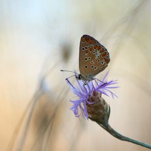 Preview wallpaper butterfly, flower, macro, closeup