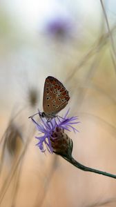 Preview wallpaper butterfly, flower, macro