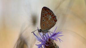 Preview wallpaper butterfly, flower, macro