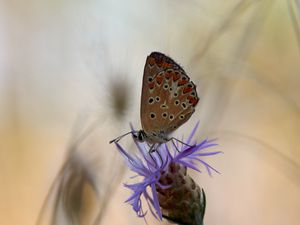 Preview wallpaper butterfly, flower, macro