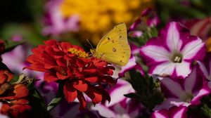 Preview wallpaper butterfly, flower, macro, yellow