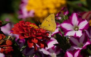 Preview wallpaper butterfly, flower, macro, yellow