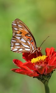 Preview wallpaper butterfly, flower, macro, insect, brown