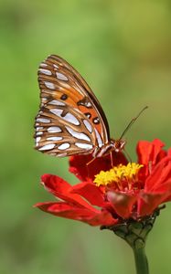 Preview wallpaper butterfly, flower, macro, insect, brown