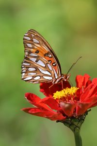 Preview wallpaper butterfly, flower, macro, insect, brown