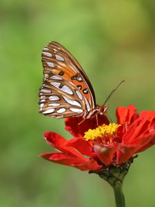 Preview wallpaper butterfly, flower, macro, insect, brown