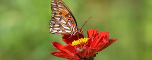 Preview wallpaper butterfly, flower, macro, insect, brown