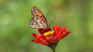 Preview wallpaper butterfly, flower, macro, insect, brown