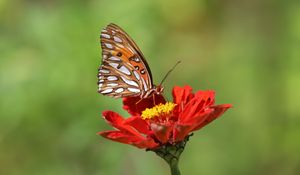 Preview wallpaper butterfly, flower, macro, insect, brown