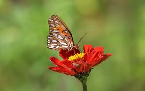 Preview wallpaper butterfly, flower, macro, insect, brown