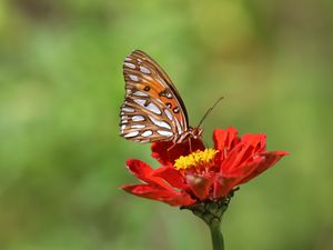 Preview wallpaper butterfly, flower, macro, insect, brown