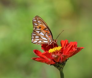 Preview wallpaper butterfly, flower, macro, insect, brown