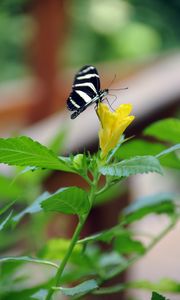 Preview wallpaper butterfly, flower, macro, insect, striped