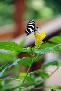 Preview wallpaper butterfly, flower, macro, insect, striped