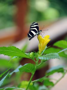 Preview wallpaper butterfly, flower, macro, insect, striped