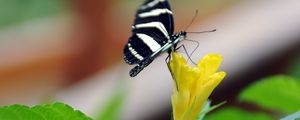 Preview wallpaper butterfly, flower, macro, insect, striped