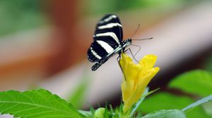 Preview wallpaper butterfly, flower, macro, insect, striped